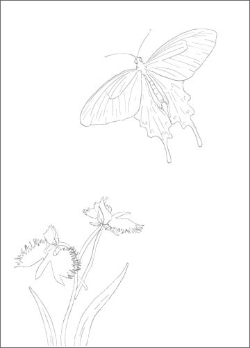 姫路の市蝶ジャコウアゲハと、市花サギソウの塗り絵