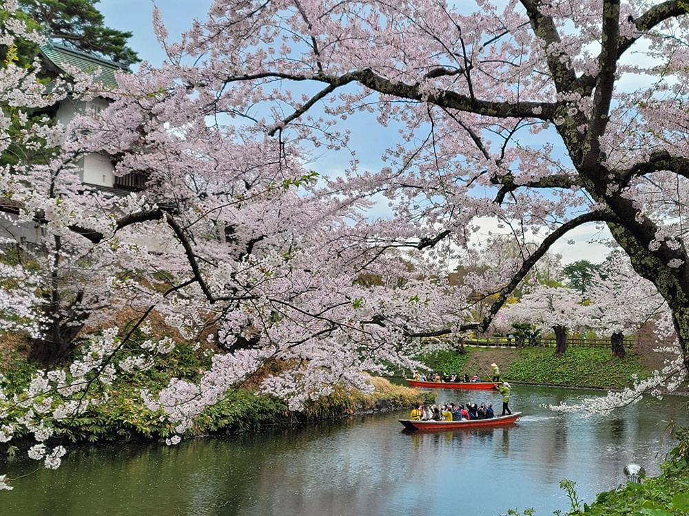 青森県 弘前城の桜