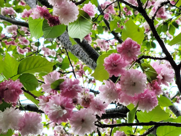 愛知、東山動植物園の桜