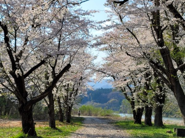 新潟、麒麟山公園の桜